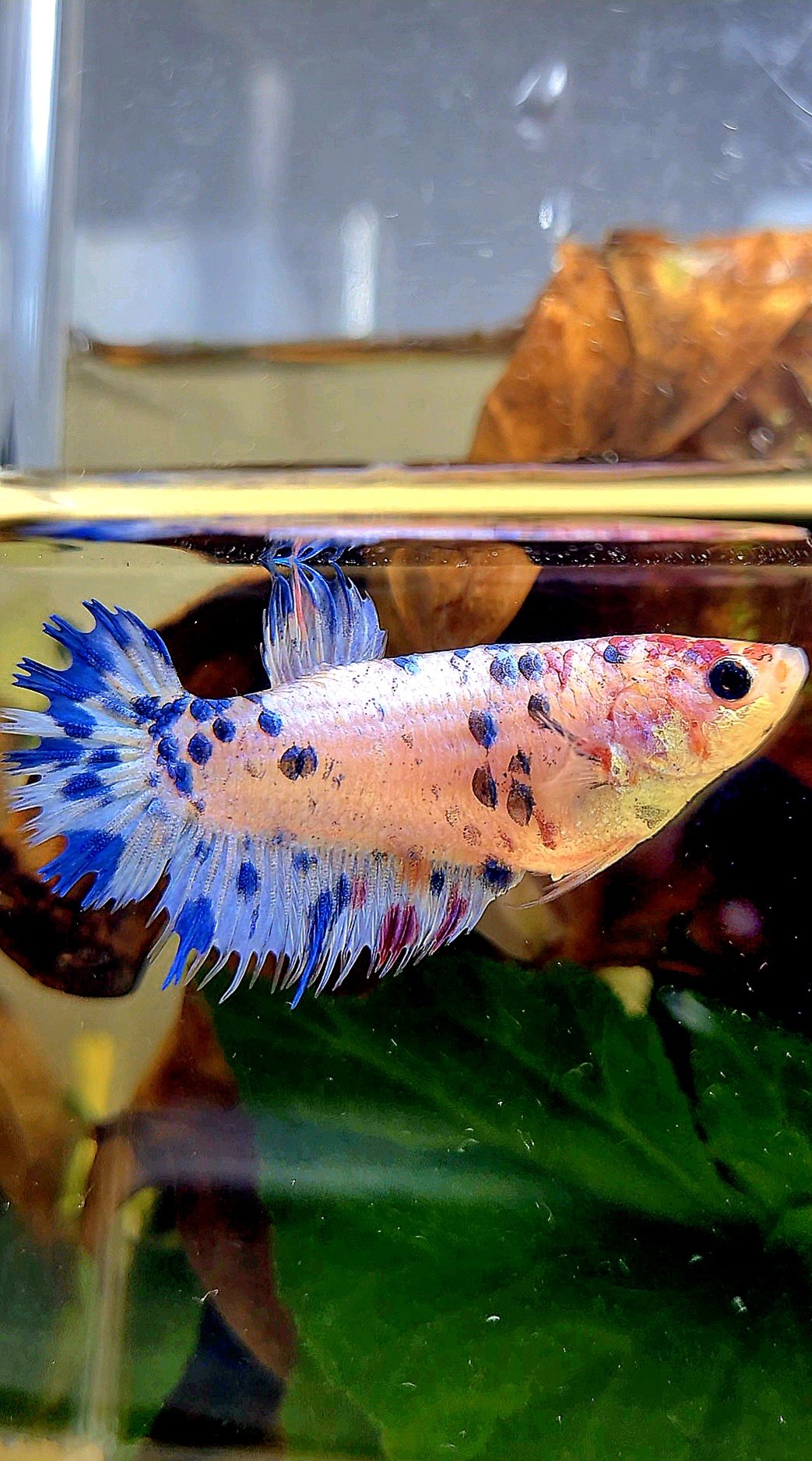 FEMALE CROWNTAIL PLAKAT BLUE DOTS MARBLE MULTICOLOR BETTA FISH