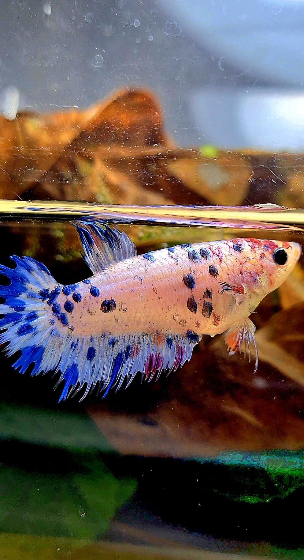 FEMALE CROWNTAIL PLAKAT BLUE DOTS MARBLE MULTICOLOR BETTA FISH