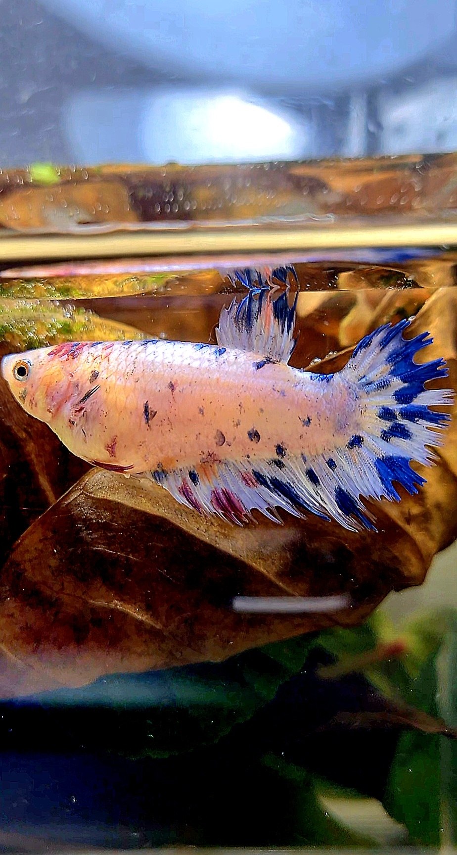 FEMALE CROWNTAIL PLAKAT BLUE DOTS MARBLE MULTICOLOR BETTA FISH