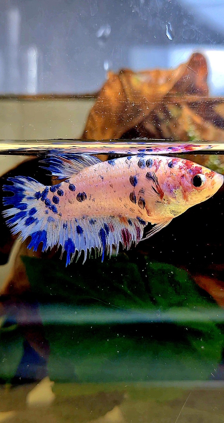 FEMALE CROWNTAIL PLAKAT BLUE DOTS MARBLE MULTICOLOR BETTA FISH