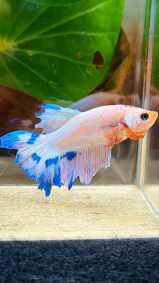 FEMALE HALFMOON PINK FLAMINGGO MARBLE BETTA FISH