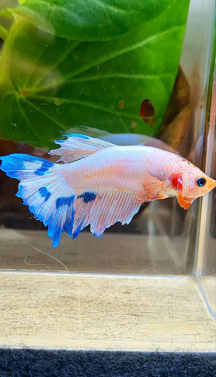 FEMALE HALFMOON PINK FLAMINGGO MARBLE BETTA FISH