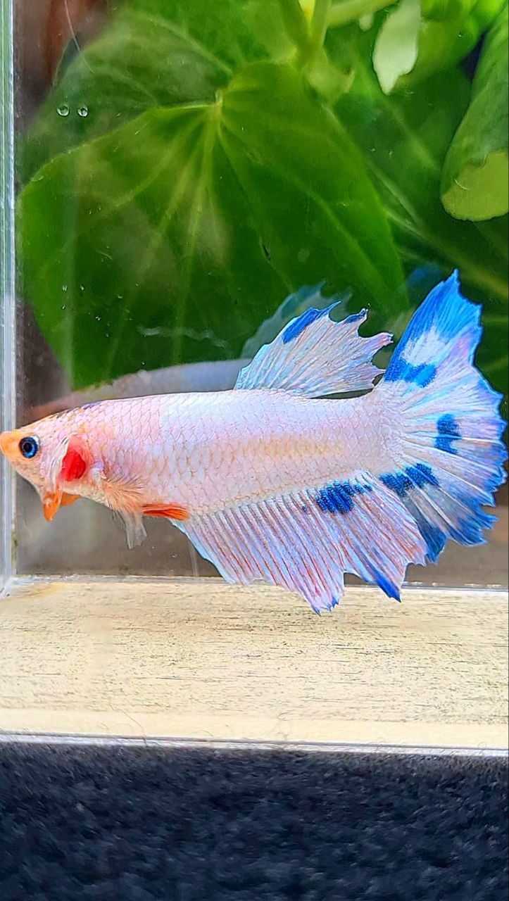 FEMALE HALFMOON PINK FLAMINGGO MARBLE BETTA FISH