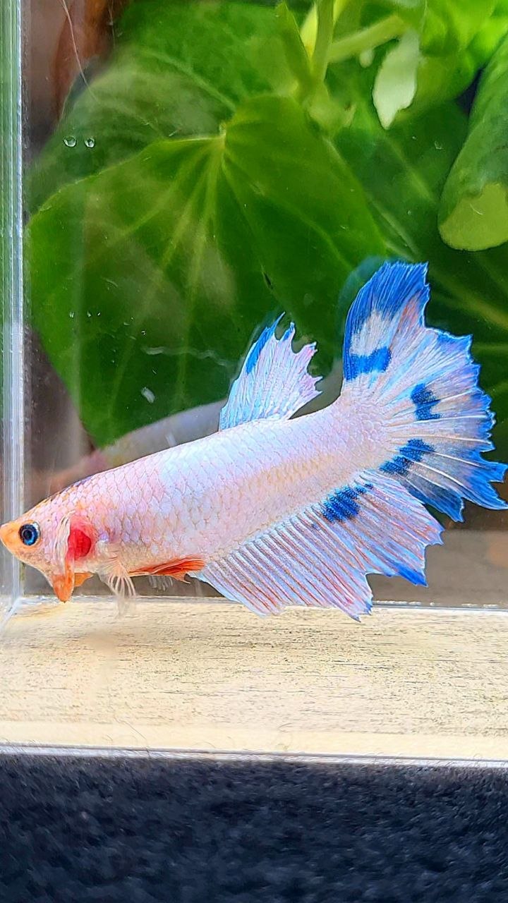 FEMALE HALFMOON PINK FLAMINGGO MARBLE BETTA FISH