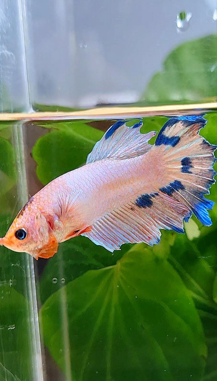 FEMALE HALFMOON PINK FLAMINGGO MARBLE BETTA FISH