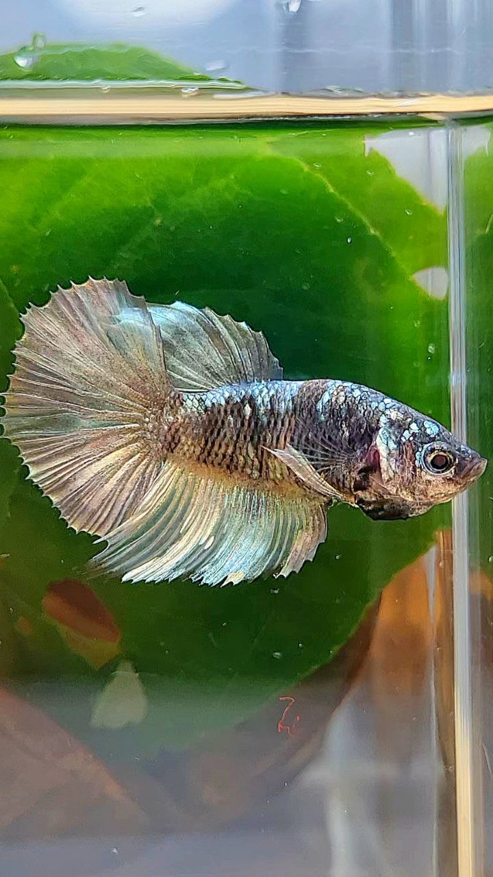 FEMALE HALFMOON BLACK GALAXY COPPER AVATAR YELLOW BETTA FISH