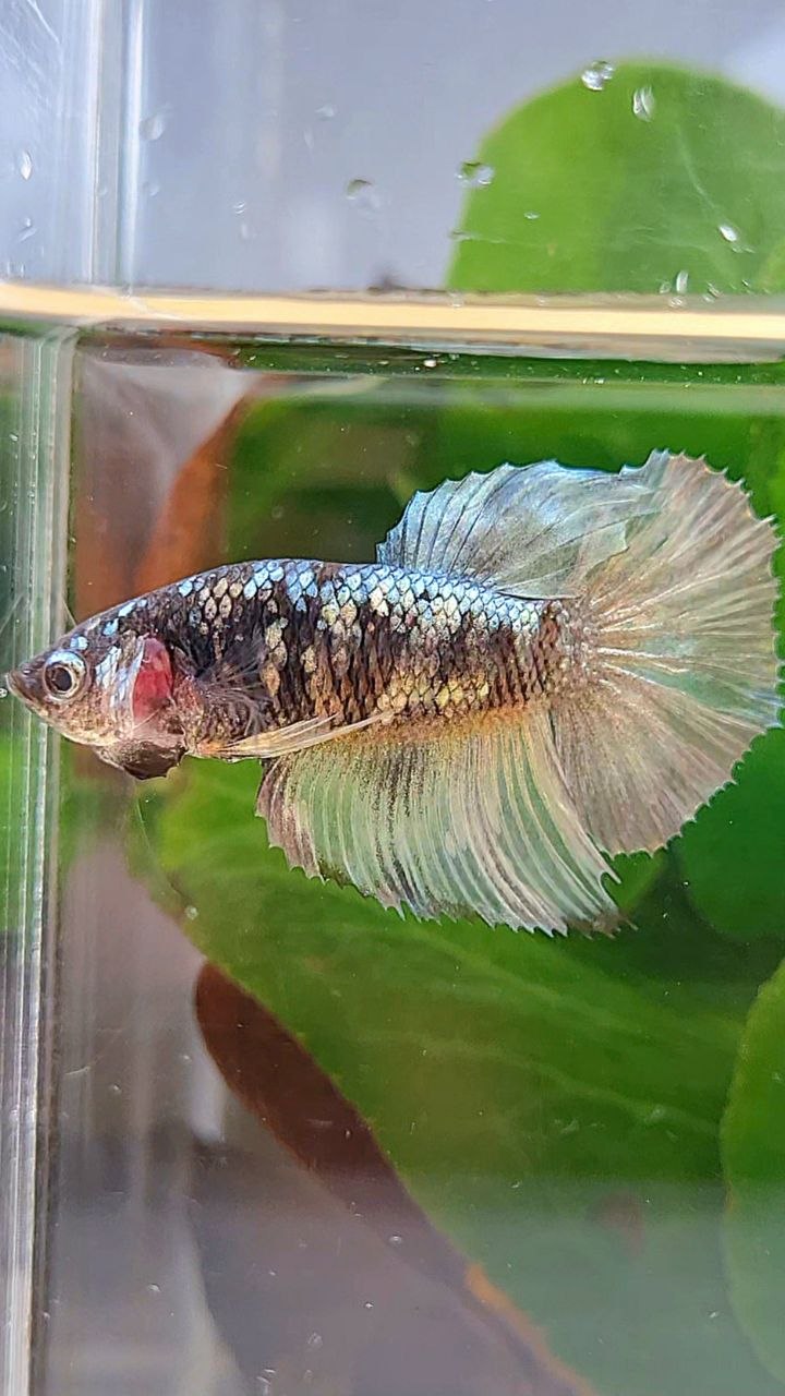 FEMALE HALFMOON BLACK GALAXY COPPER AVATAR YELLOW BETTA FISH