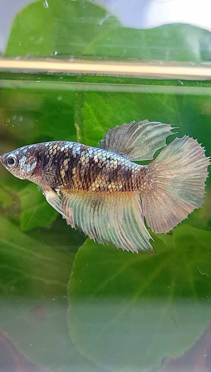 FEMALE HALFMOON BLACK GALAXY COPPER AVATAR YELLOW BETTA FISH