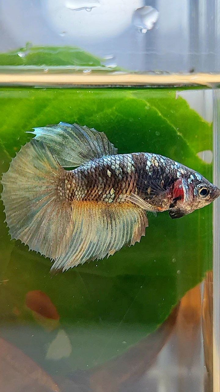 FEMALE HALFMOON BLACK GALAXY COPPER AVATAR YELLOW BETTA FISH