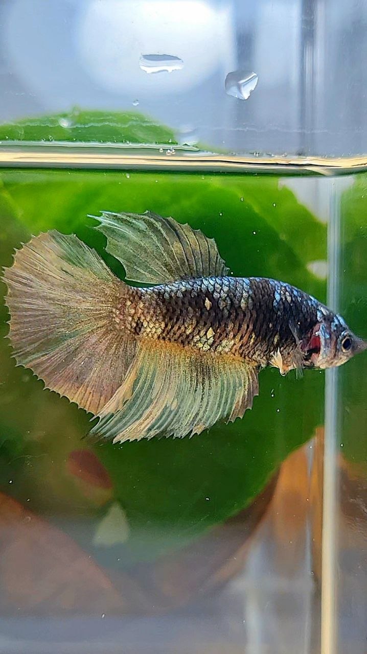 FEMALE HALFMOON BLACK GALAXY COPPER AVATAR YELLOW BETTA FISH