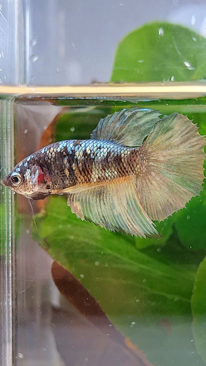 FEMALE HALFMOON BLACK GALAXY COPPER AVATAR YELLOW BETTA FISH