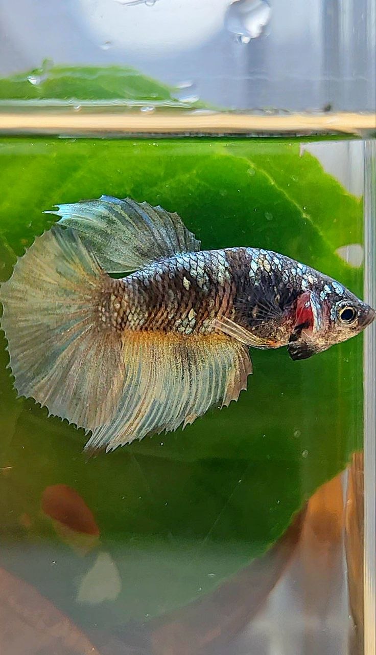 FEMALE HALFMOON BLACK GALAXY COPPER AVATAR YELLOW BETTA FISH