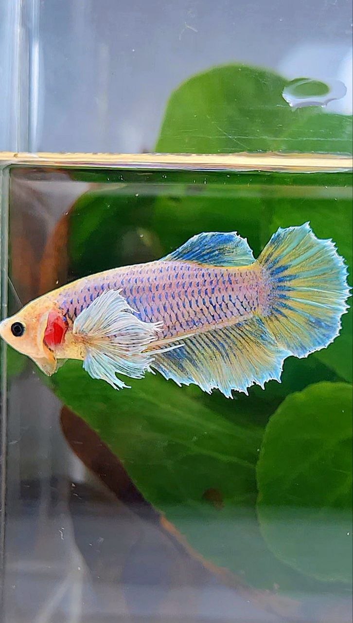 FEMALE HALFMOON DUMBO EAR YELLOW MASCOT BETTA FISH