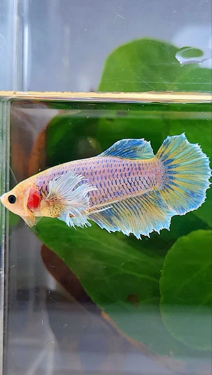 FEMALE HALFMOON DUMBO EAR YELLOW MASCOT BETTA FISH