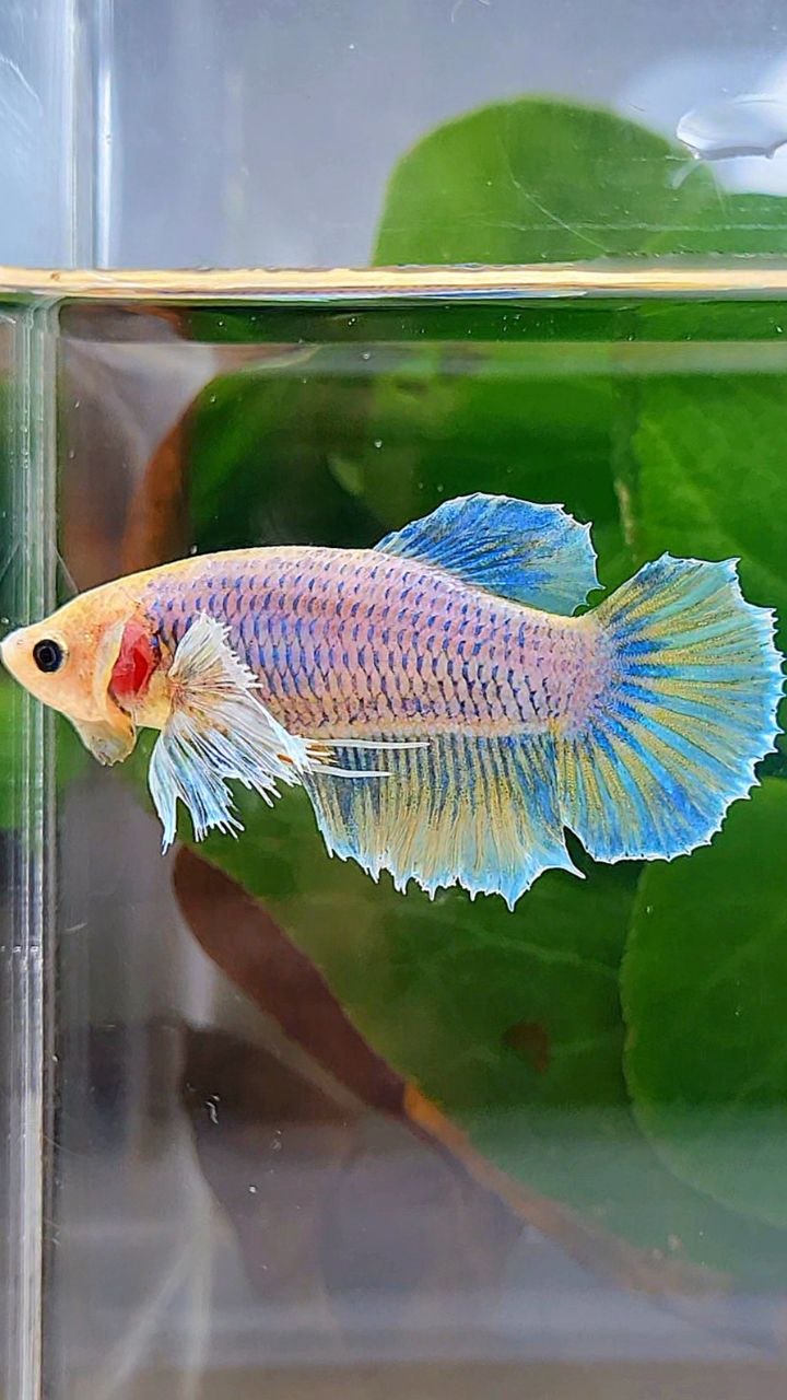 FEMALE HALFMOON DUMBO EAR YELLOW MASCOT BETTA FISH