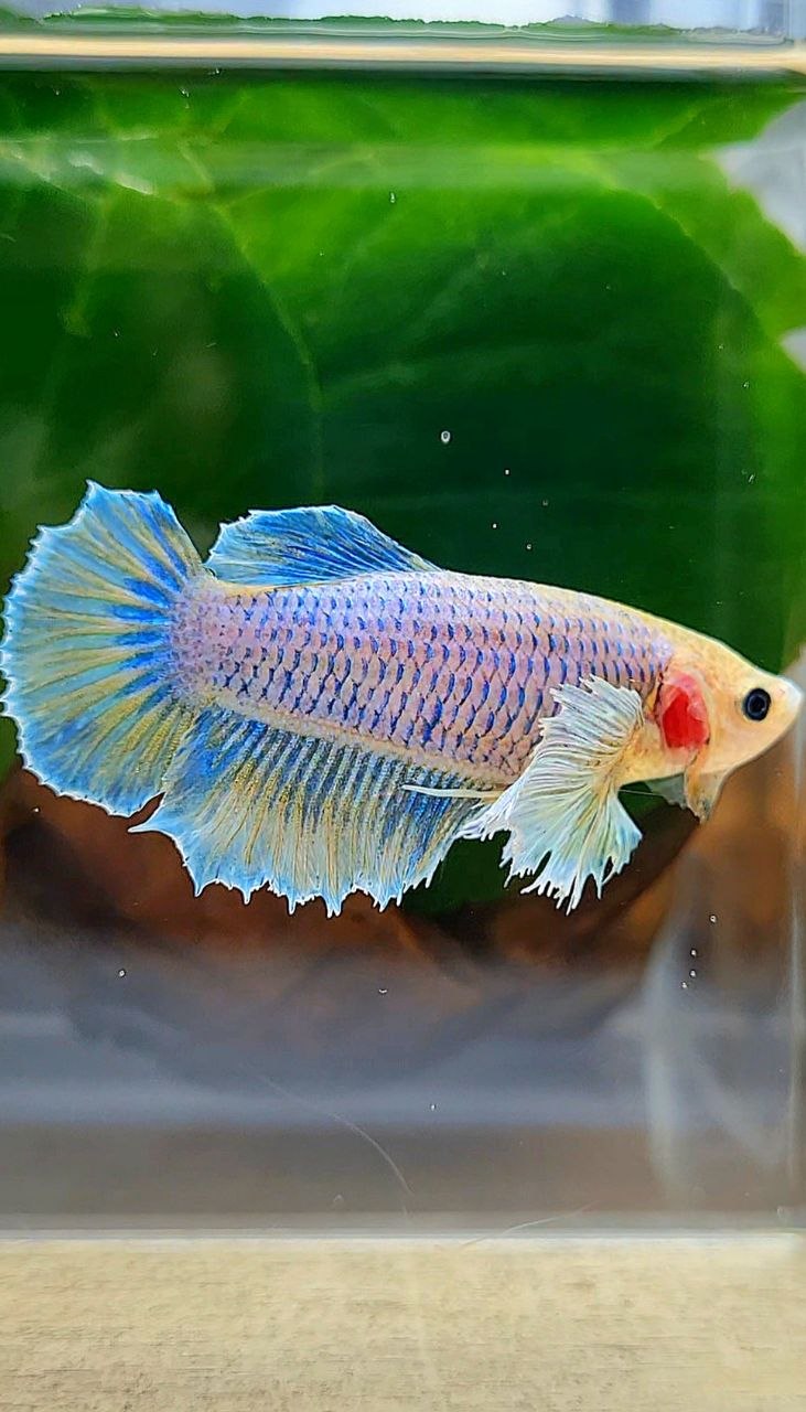 FEMALE HALFMOON DUMBO EAR YELLOW MASCOT BETTA FISH