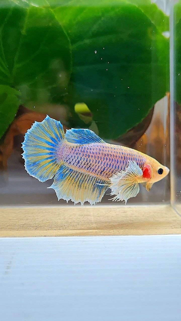 FEMALE HALFMOON DUMBO EAR YELLOW MASCOT BETTA FISH