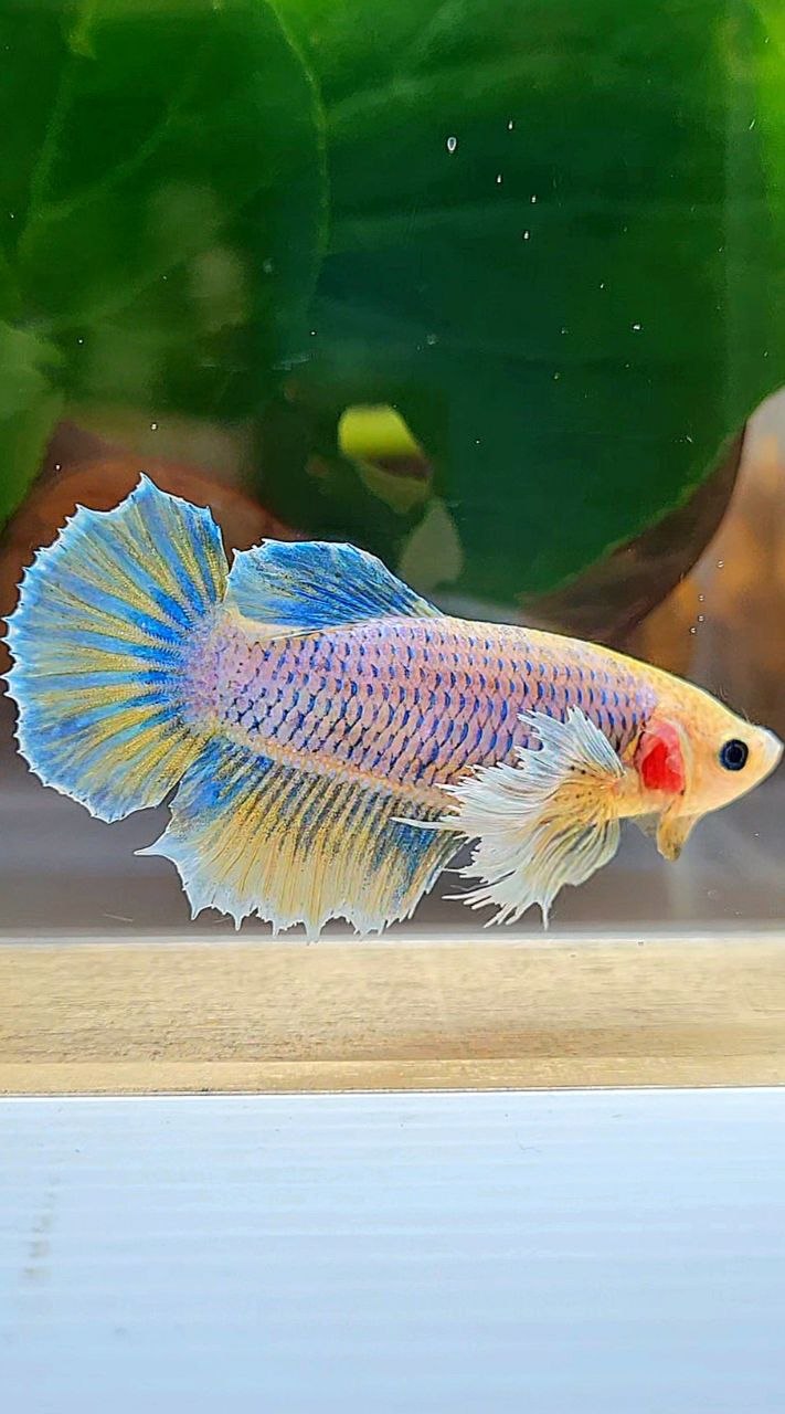 FEMALE HALFMOON DUMBO EAR YELLOW MASCOT BETTA FISH