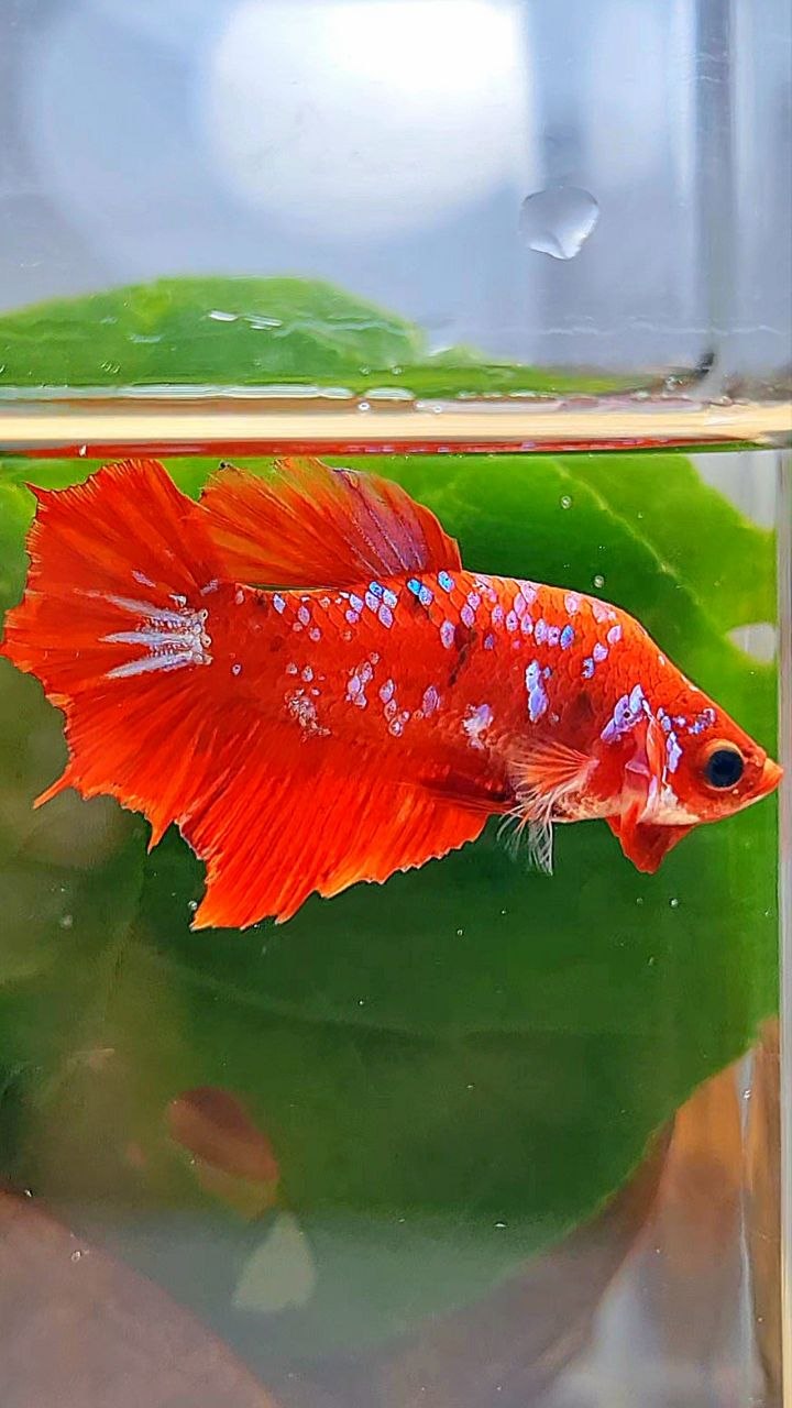 FEMALE HALFMOON RED KOI GALAXY MULTICOLOR BETTA FISH