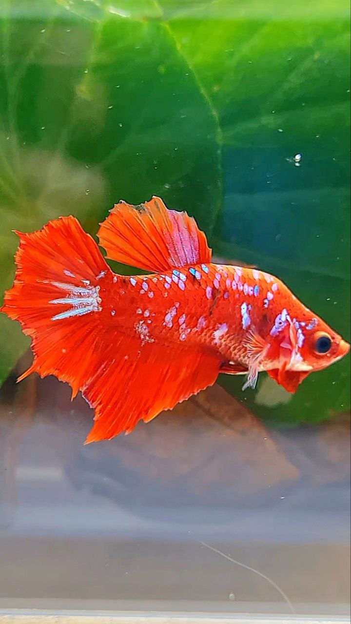 FEMALE HALFMOON RED KOI GALAXY MULTICOLOR BETTA FISH