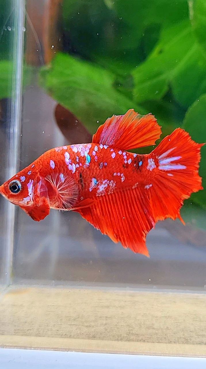 FEMALE HALFMOON RED KOI GALAXY MULTICOLOR BETTA FISH