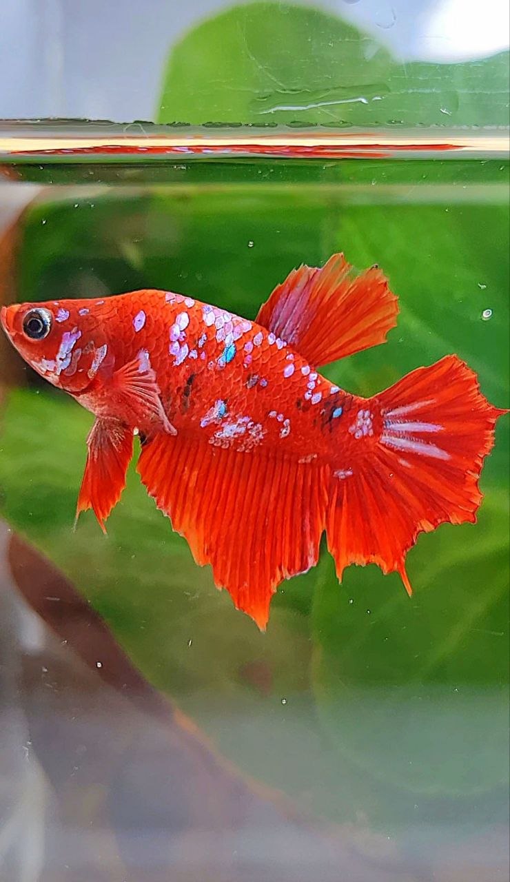 FEMALE HALFMOON RED KOI GALAXY MULTICOLOR BETTA FISH