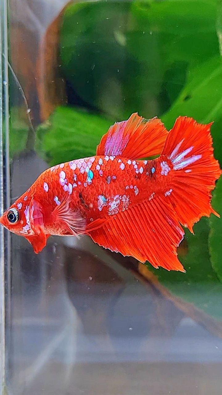 FEMALE HALFMOON RED KOI GALAXY MULTICOLOR BETTA FISH