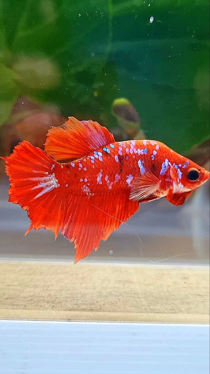 FEMALE HALFMOON RED KOI GALAXY MULTICOLOR BETTA FISH