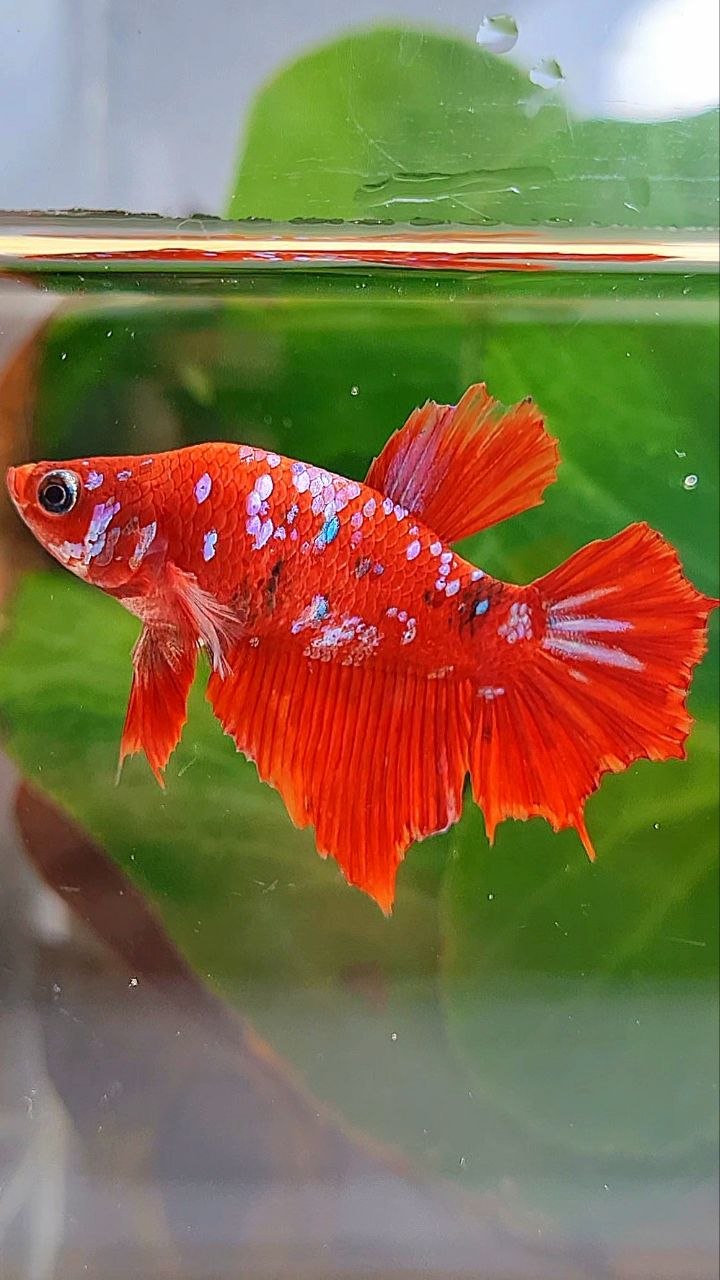 FEMALE HALFMOON RED KOI GALAXY MULTICOLOR BETTA FISH