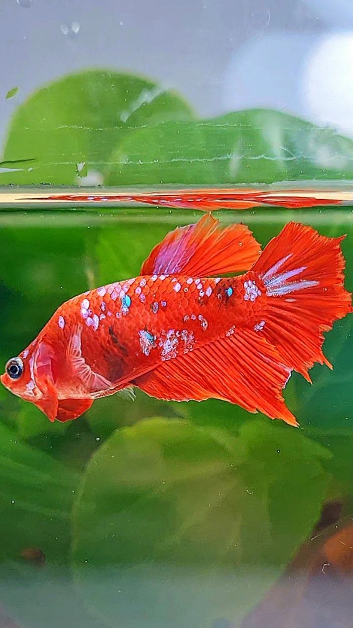 FEMALE HALFMOON RED KOI GALAXY MULTICOLOR BETTA FISH