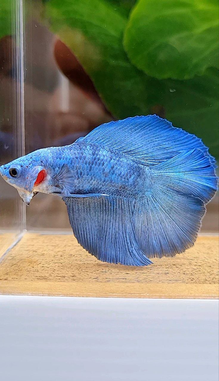 HALFMOON DOUBLE TAIL BLUE BETTA FISH