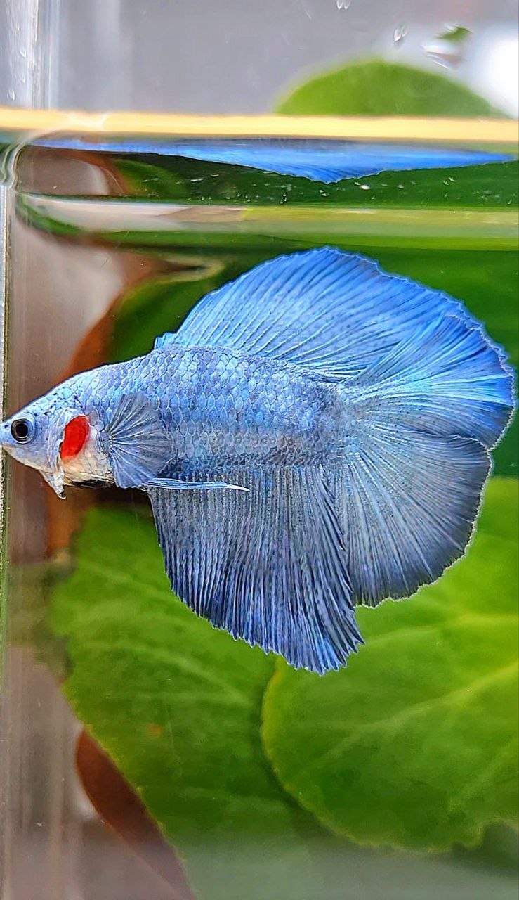 HALFMOON DOUBLE TAIL BLUE BETTA FISH