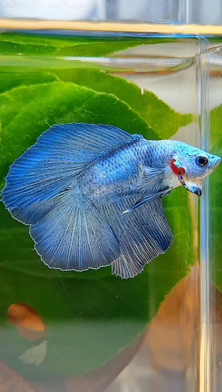 HALFMOON DOUBLE TAIL BLUE BETTA FISH