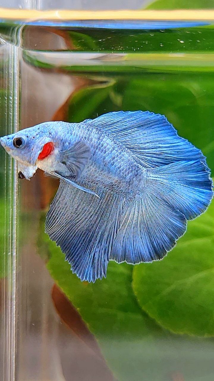 HALFMOON DOUBLE TAIL BLUE BETTA FISH