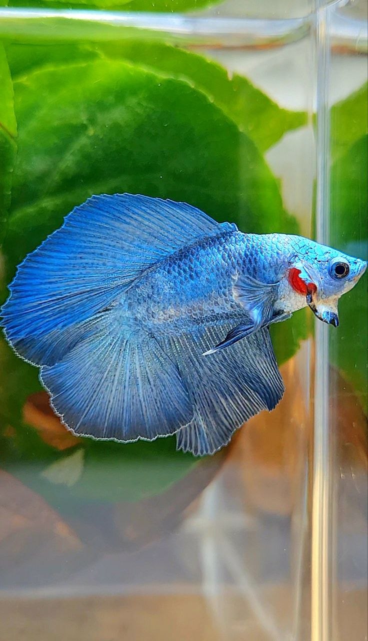 HALFMOON DOUBLE TAIL BLUE BETTA FISH