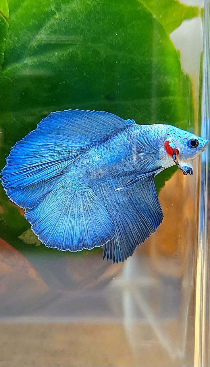 HALFMOON DOUBLE TAIL BLUE BETTA FISH