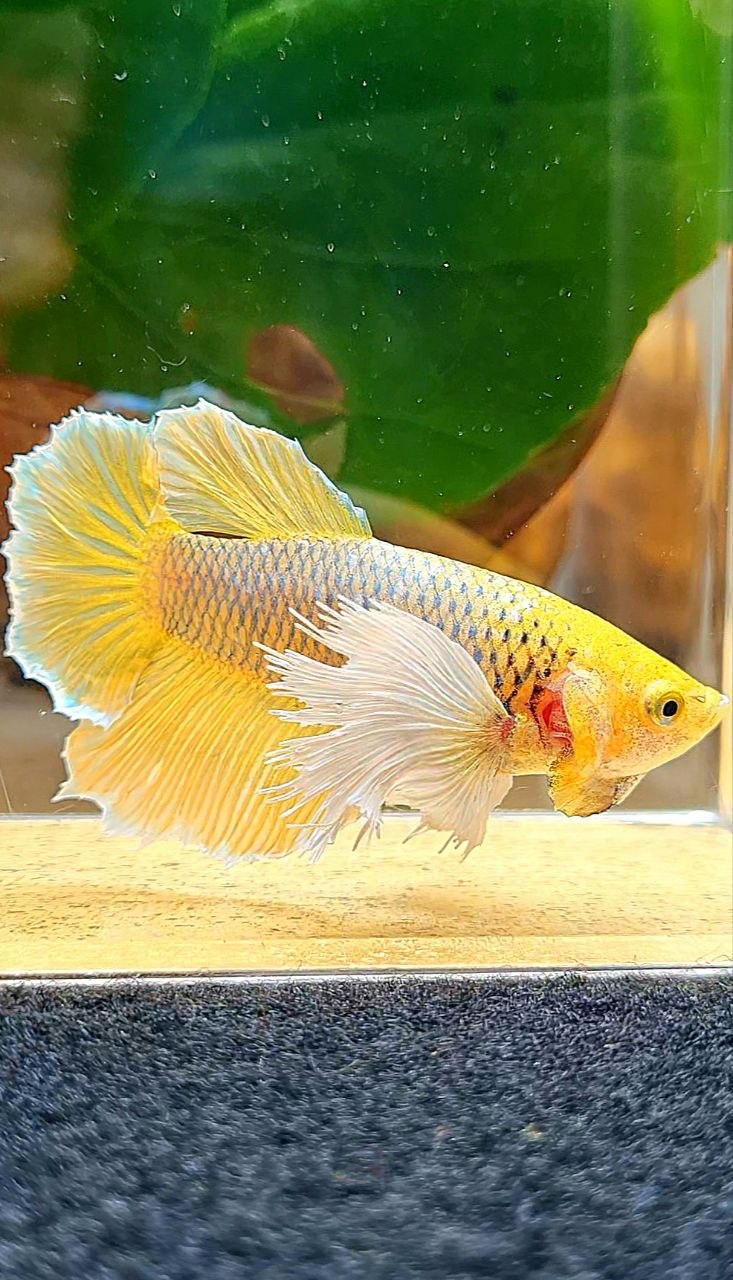 XL FEMALE HALFMOON DUMBO EAR YELLOW PINEAPPLE BETTA FISH