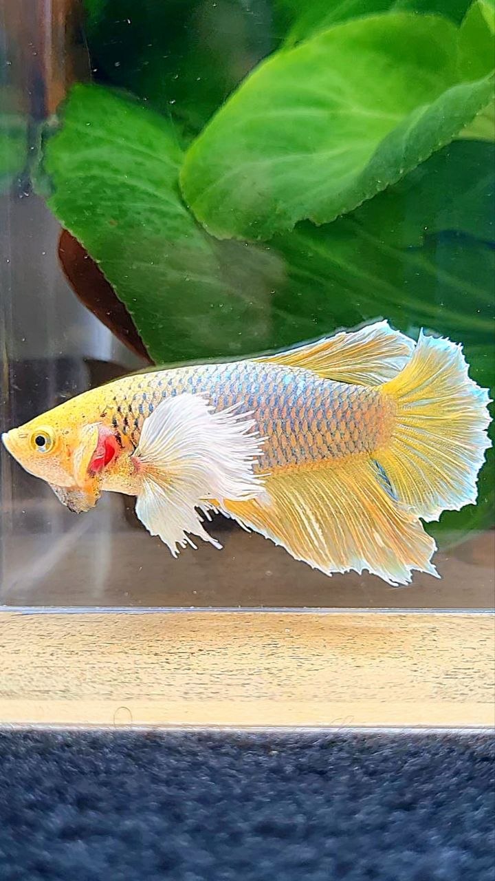 XL FEMALE HALFMOON DUMBO EAR YELLOW PINEAPPLE BETTA FISH