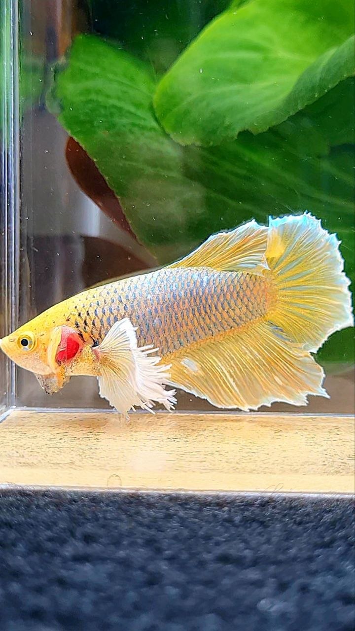XL FEMALE HALFMOON DUMBO EAR YELLOW PINEAPPLE BETTA FISH