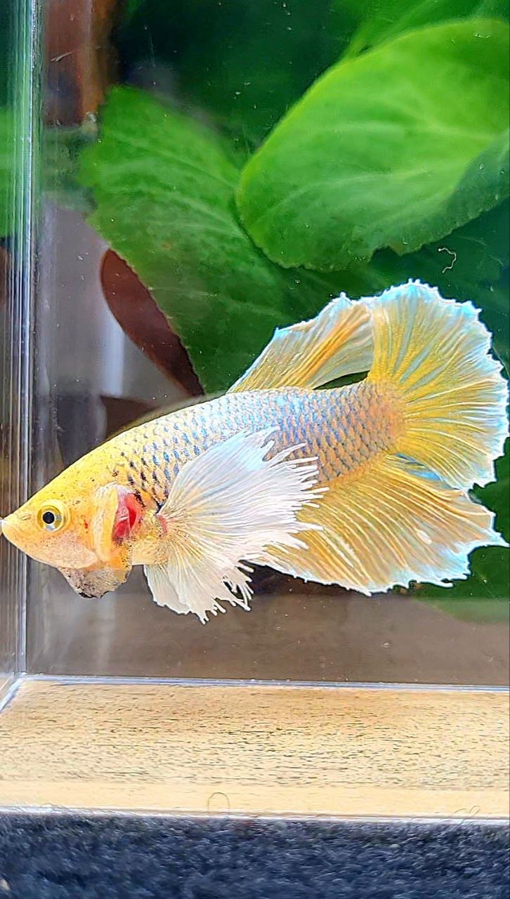 XL FEMALE HALFMOON DUMBO EAR YELLOW PINEAPPLE BETTA FISH