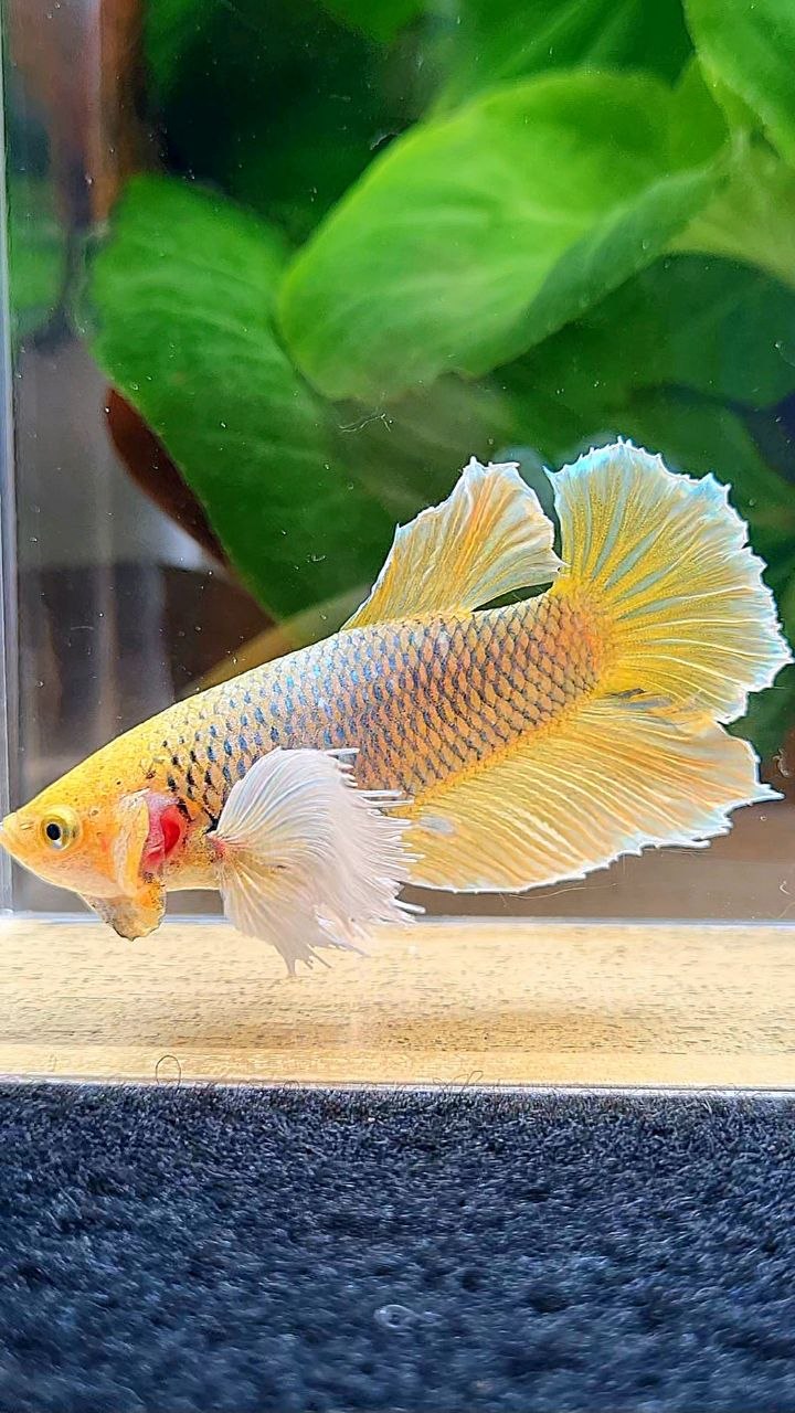 XL FEMALE HALFMOON DUMBO EAR YELLOW PINEAPPLE BETTA FISH
