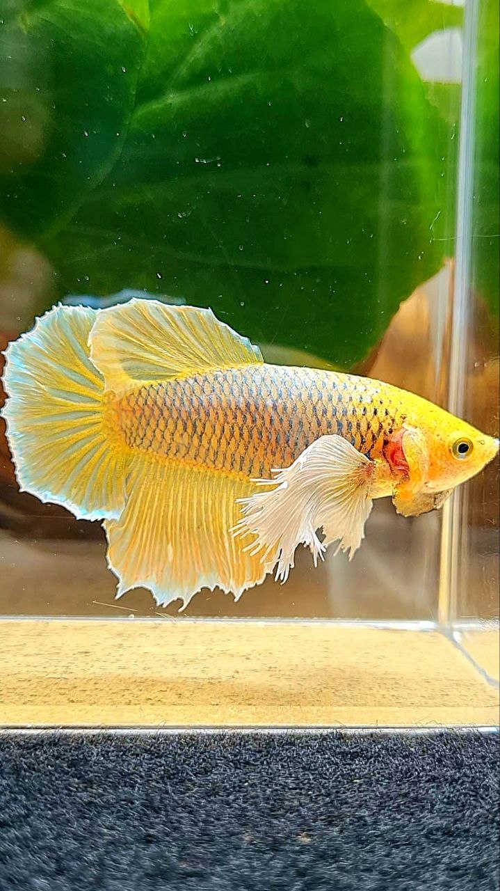 XL FEMALE HALFMOON DUMBO EAR YELLOW PINEAPPLE BETTA FISH