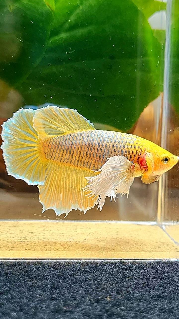 XL FEMALE HALFMOON DUMBO EAR YELLOW PINEAPPLE BETTA FISH