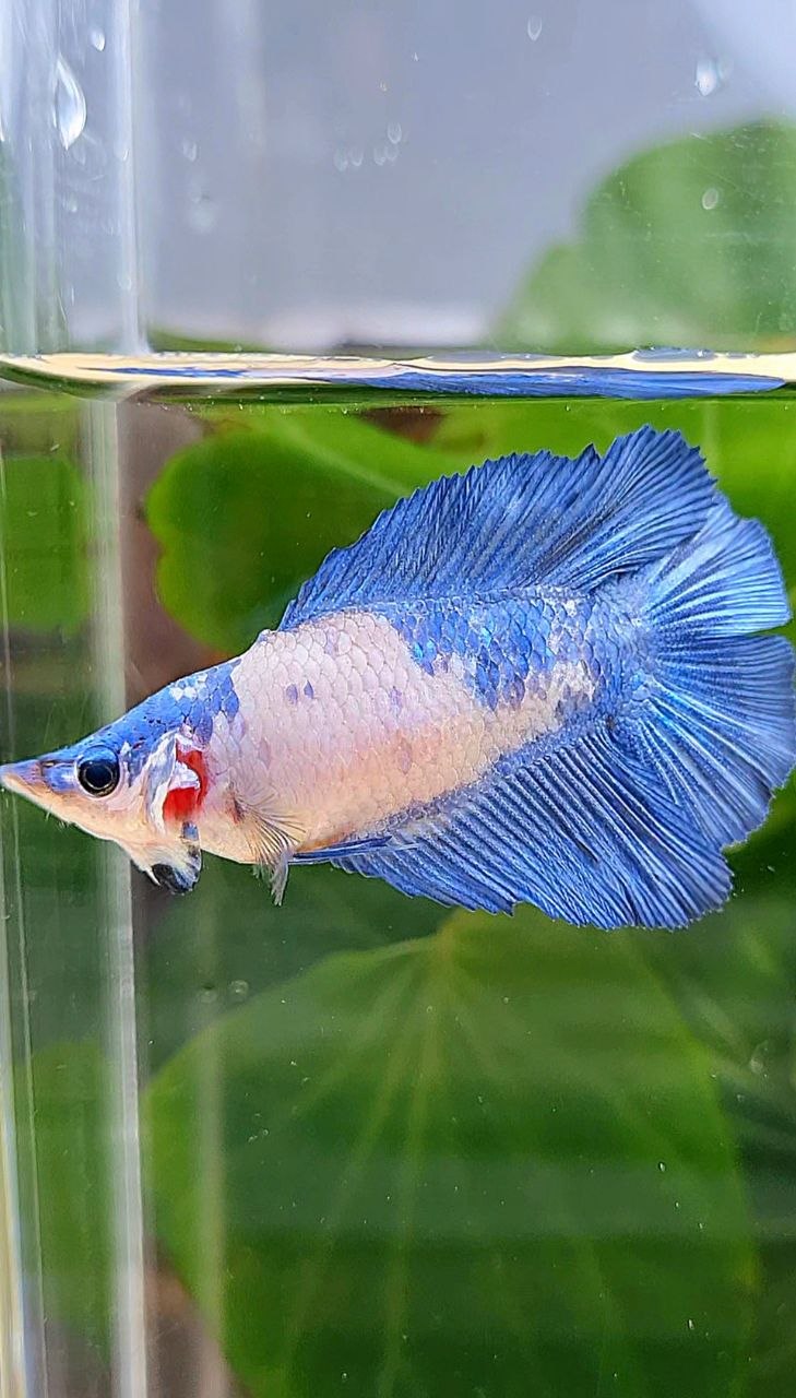 FEMALE HALFMOON DOUBLE TAIL BLUE RIM MARBLE PANDA BETTA FISH