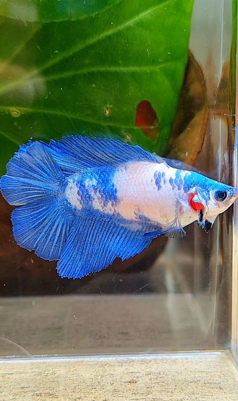 FEMALE HALFMOON DOUBLE TAIL BLUE RIM MARBLE PANDA BETTA FISH