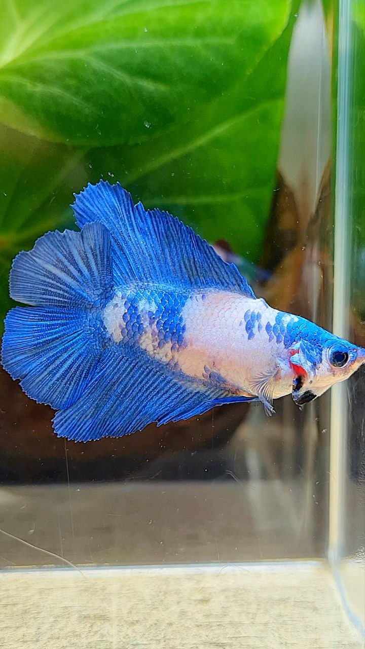 FEMALE HALFMOON DOUBLE TAIL BLUE RIM MARBLE PANDA BETTA FISH
