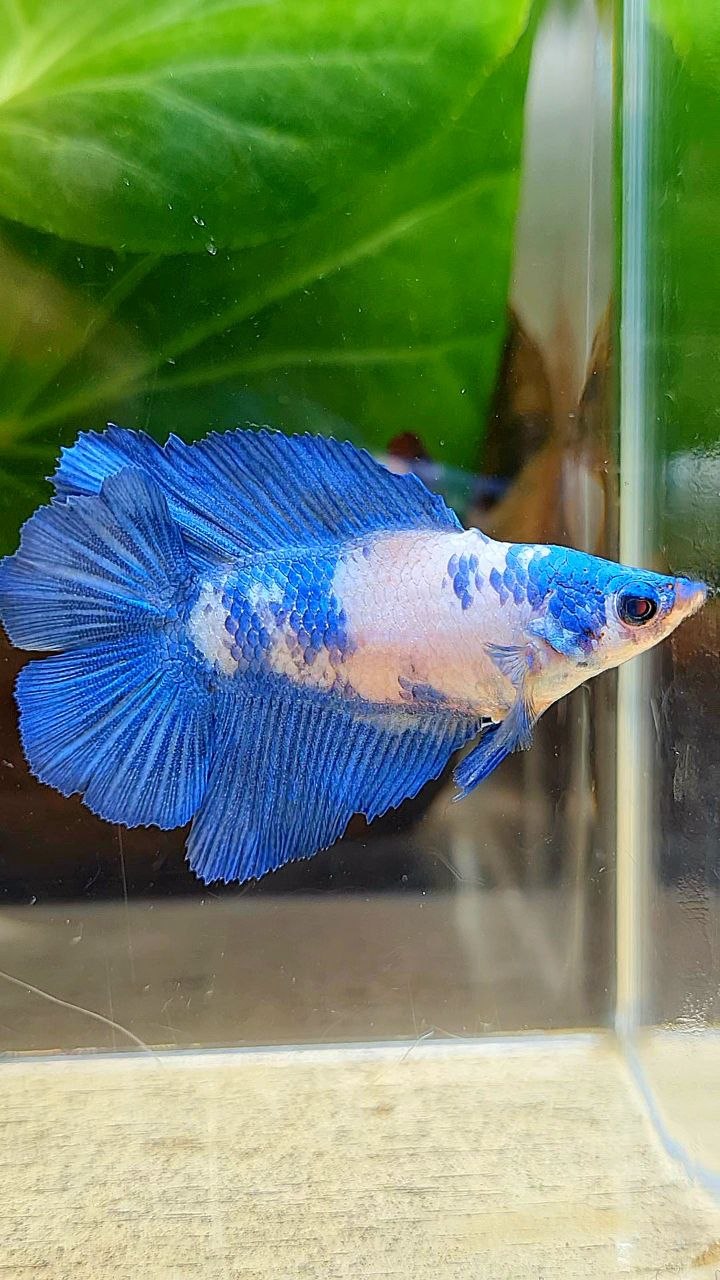 FEMALE HALFMOON DOUBLE TAIL BLUE RIM MARBLE PANDA BETTA FISH