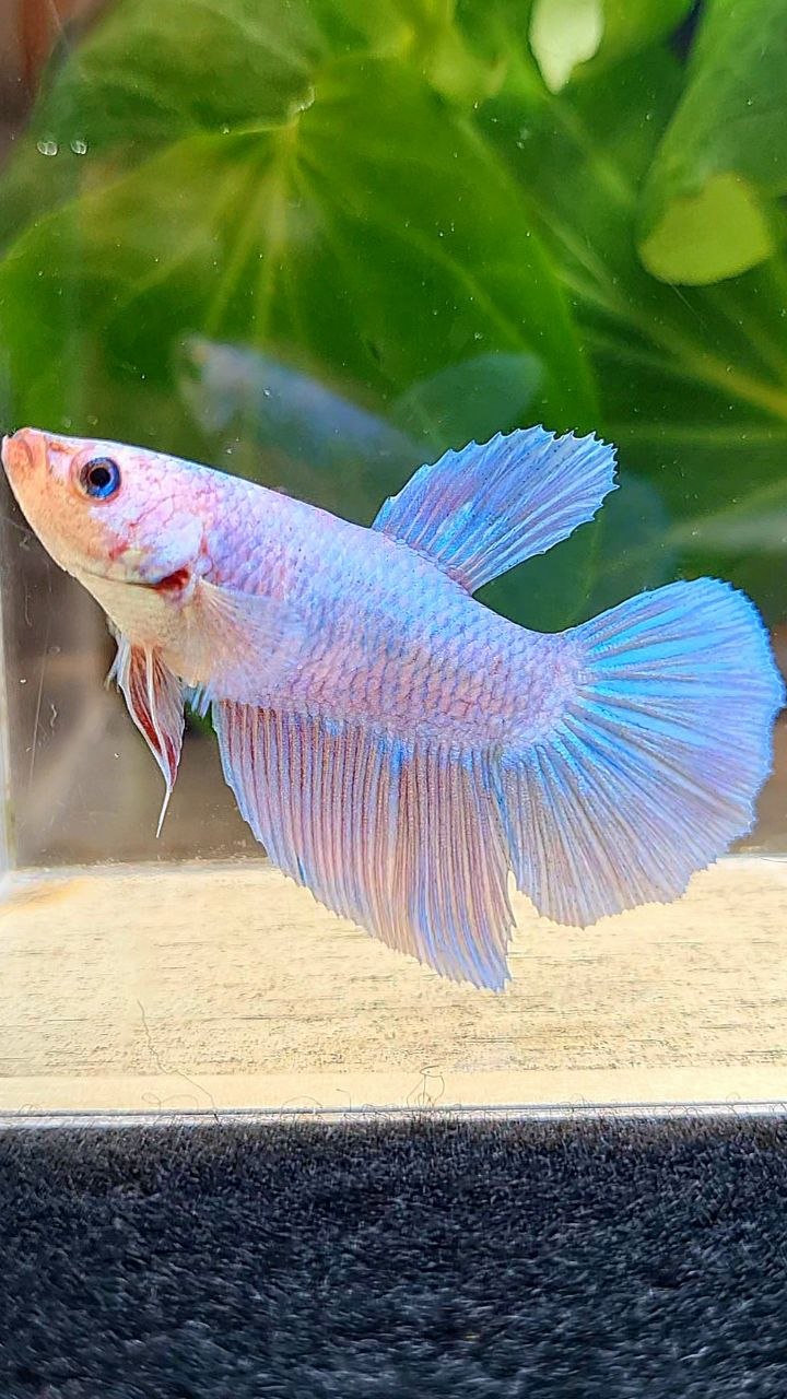 FEMALE HALFMOON BLUE PINK FANCY BETTA FISH