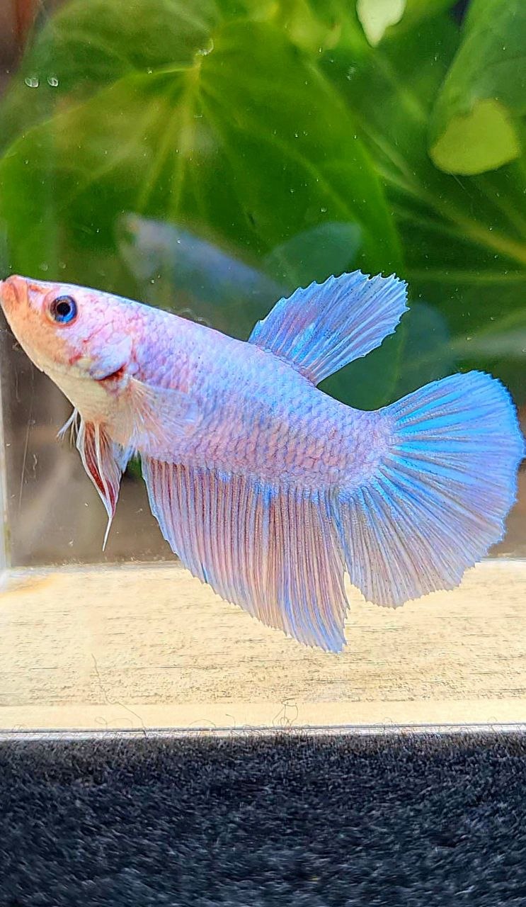 FEMALE HALFMOON BLUE PINK FANCY BETTA FISH