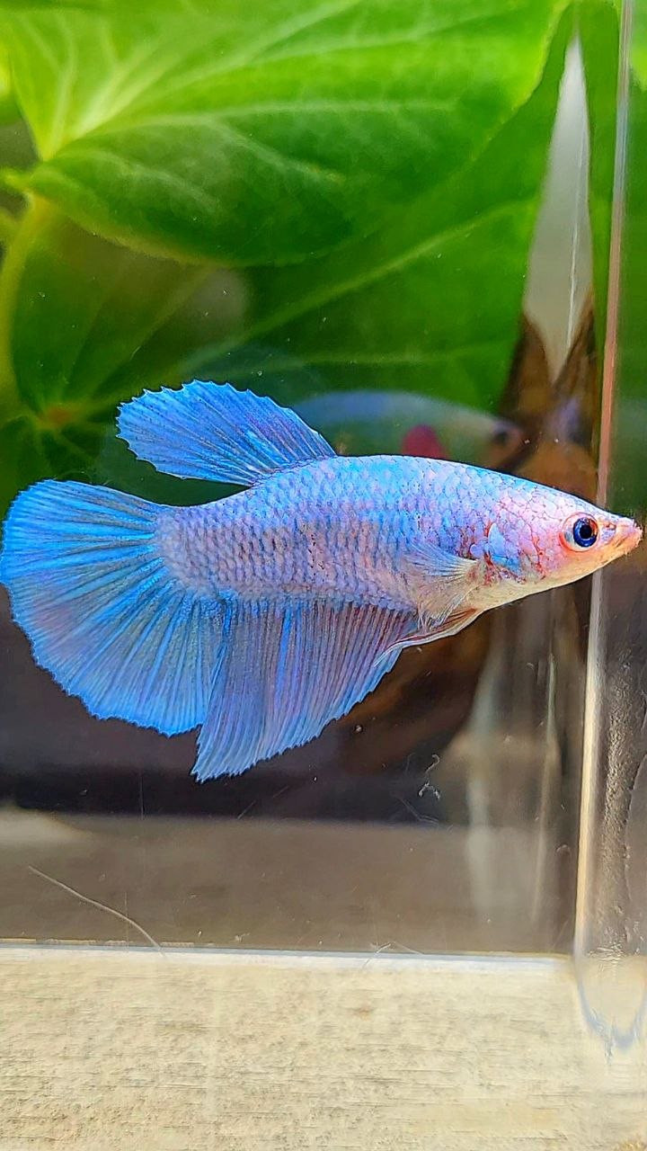 FEMALE HALFMOON BLUE PINK FANCY BETTA FISH